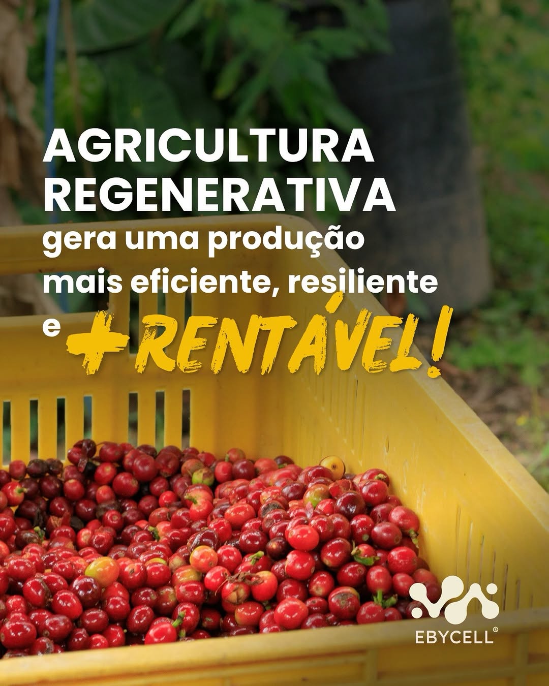 Detalhe de plantas saudáveis em área conduzida com bioinsumos microbiológicos
